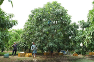 Vietnamese mangoes dominate Chinese market